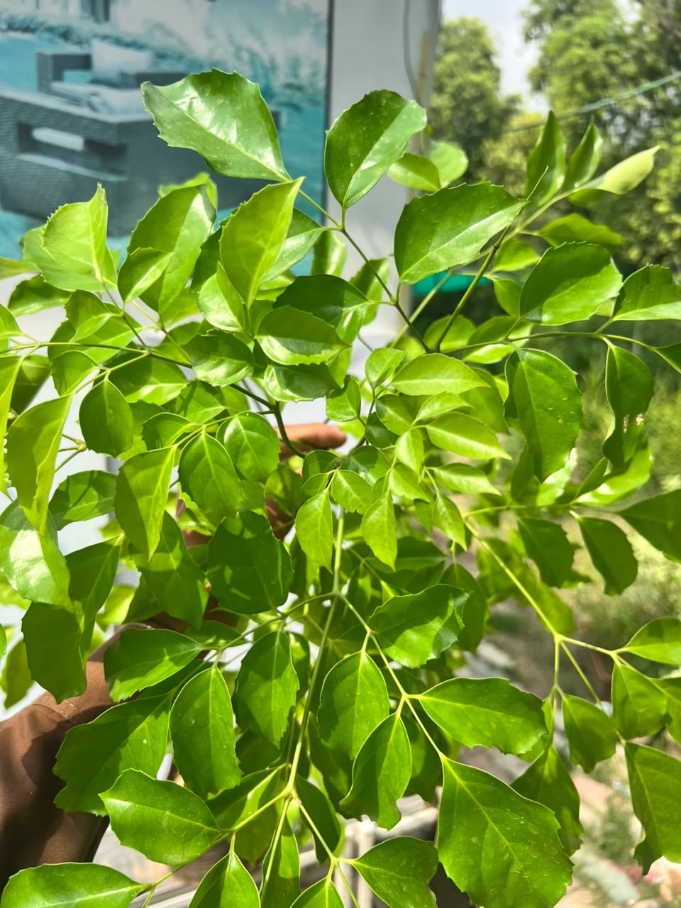 China Doll Plant (Radermachera Sinica), photo 3