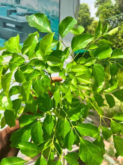 China Doll Plant (Radermachera Sinica), photo 3