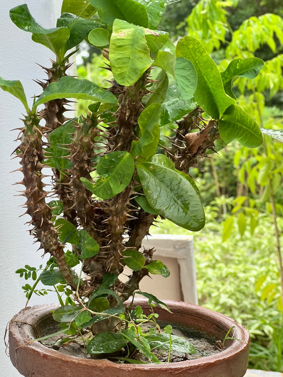 Crown of Thorns Plant (Euphorbia Milii), photo 5