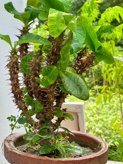 Crown of Thorns Plant (Euphorbia Milii), photo 5