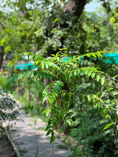 Putranjiva Tree (Patajan Child-Life Tree)