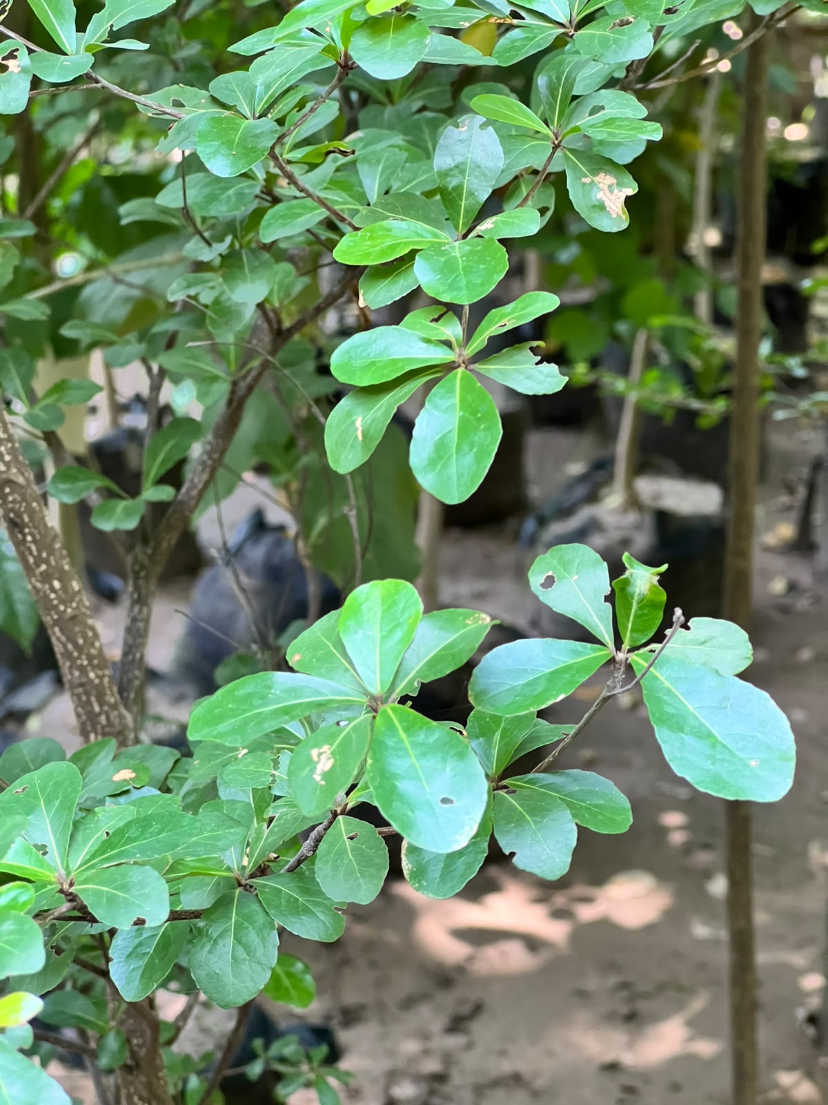 Terminalia Tree (Umbrella Landscape Tree), photo 2
