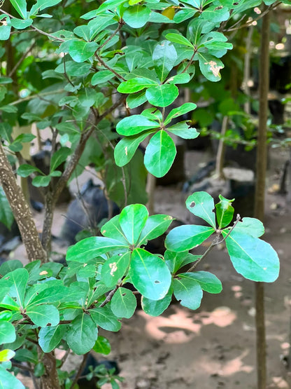 Terminalia Tree (Umbrella Landscape Tree), photo 2