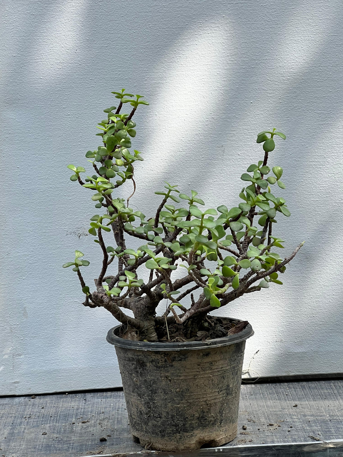 Jade Plant (Crassula Ovata Succulent), photo 3