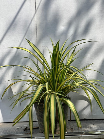 Kewra Plant (Fragrant Screw Pine)