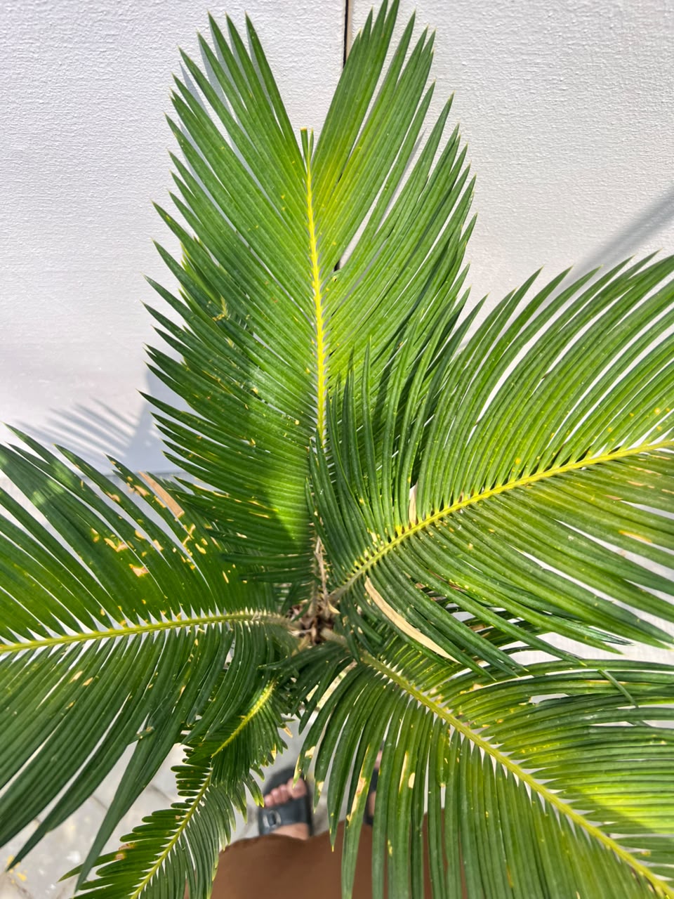 Sago Palm Plant (Cycas Revoluta), photo 2