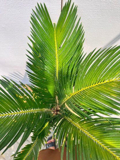 Sago Palm Plant (Cycas Revoluta), photo 2