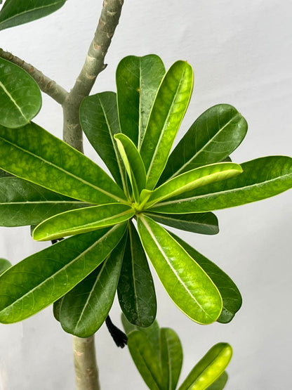 Adenium Plant (Desert Rose), photo 3