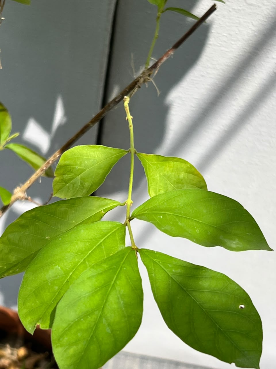 Jhumka Stand Plant (Standard Hibiscus Form)