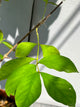 Jhumka Stand Plant (Standard Hibiscus Form)