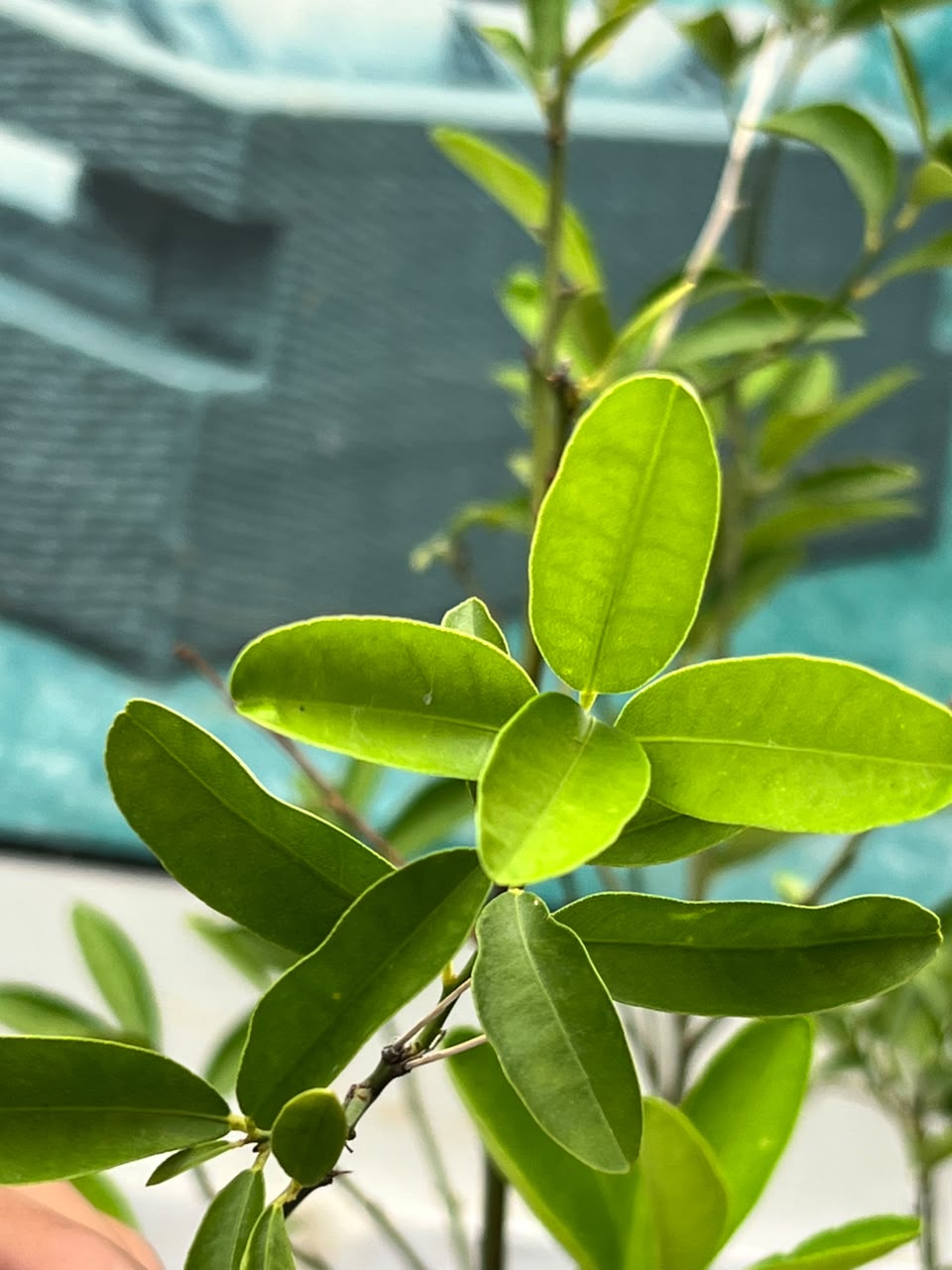 Lemon Fruit Plant (Grafted Citrus Tree), photo 2
