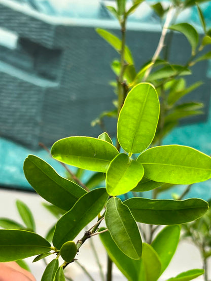 Lemon Fruit Plant (Grafted Citrus Tree), photo 2