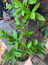 Chandna Plant 12 inch