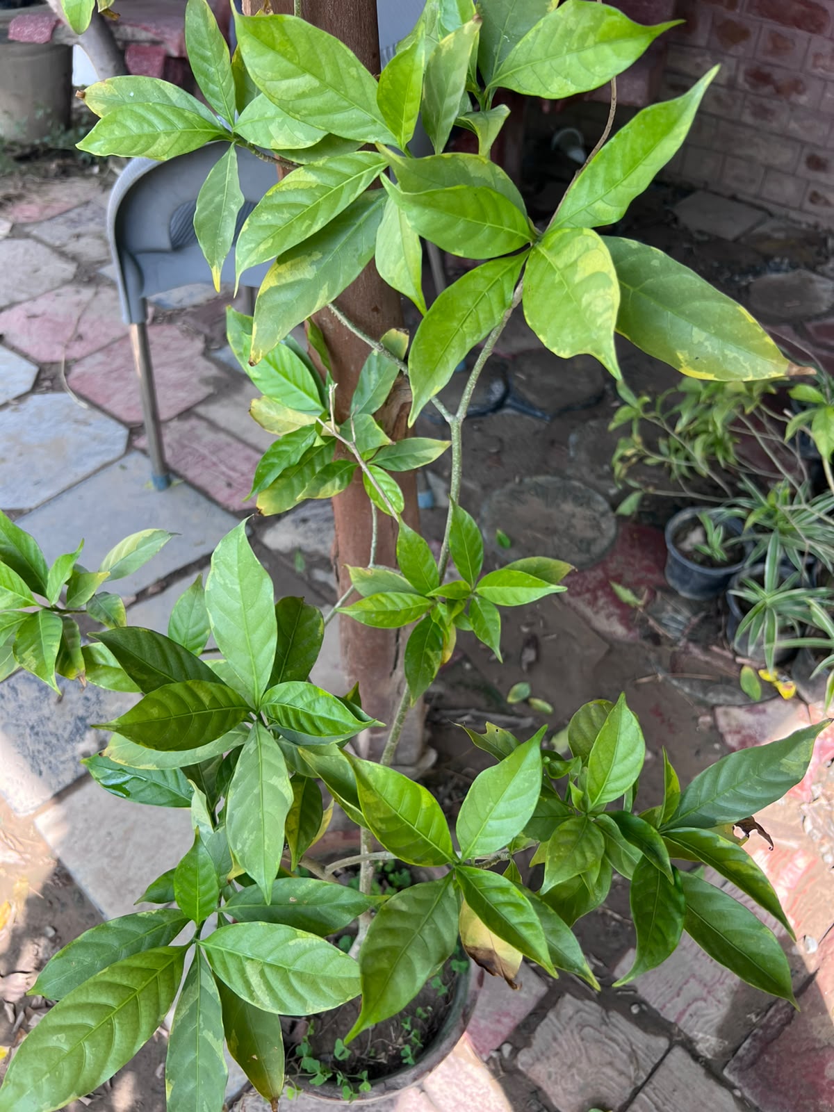Chandna Plant 12 inch