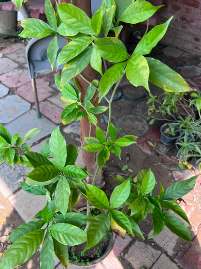 Chandna Plant 12 inch