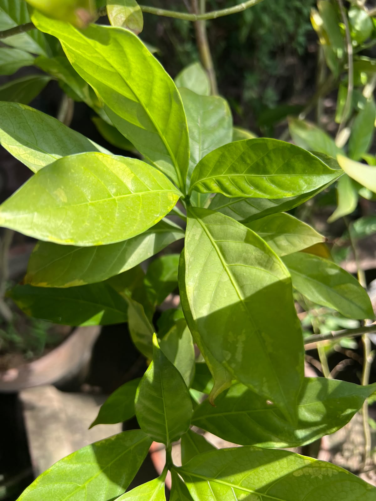 Chandna Plant 12 inch