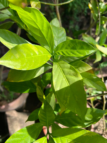 Chandna Plant 12 inch
