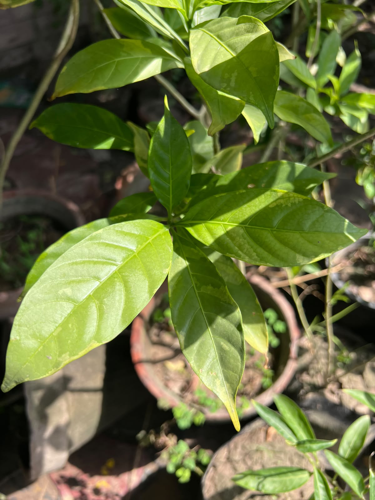 Chandna Plant 12 inch