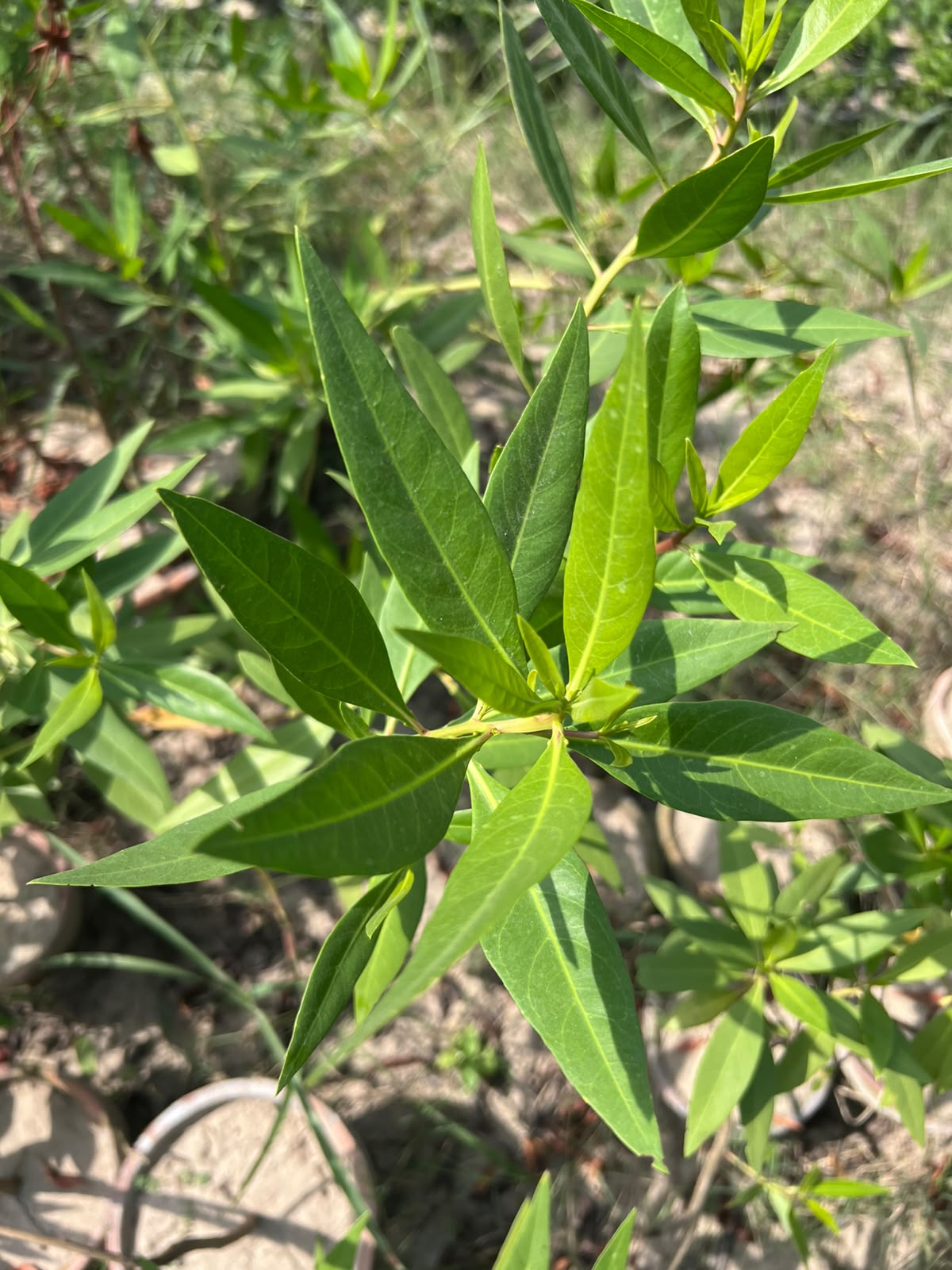 Cono Plant - Conocarpus