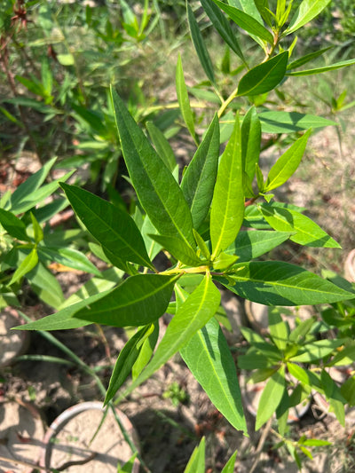 Cono Plant - Conocarpus