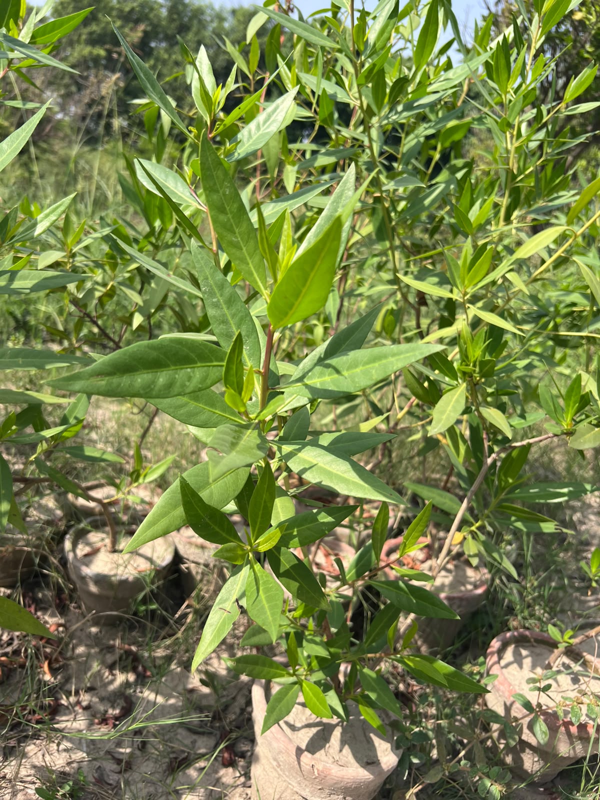 Cono Plant - Conocarpus