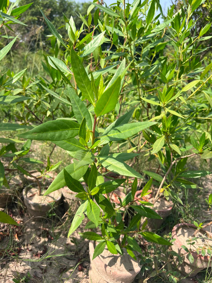 Cono Plant - Conocarpus