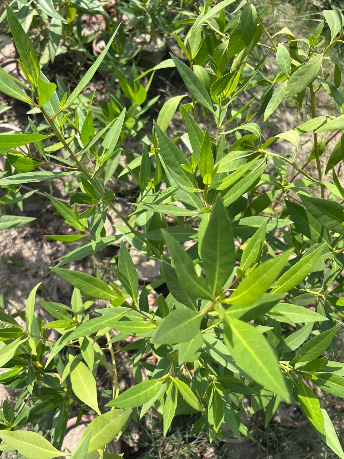 Cono Plant - Conocarpus