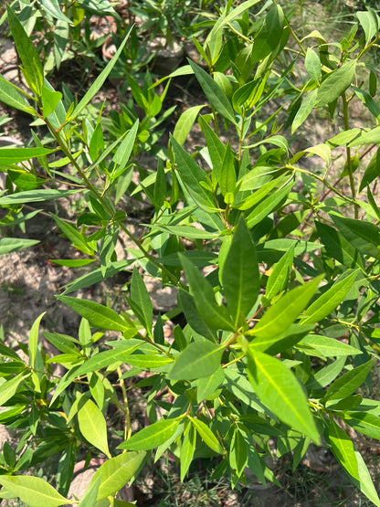 Cono Plant - Conocarpus