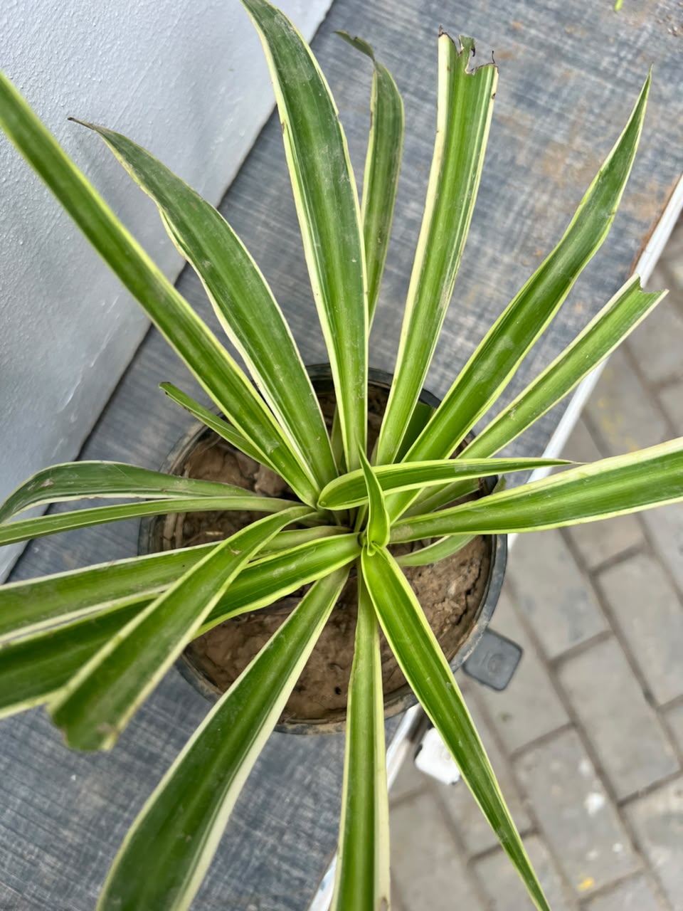 Spider Plant (Variegated Chlorophytum), photo 3