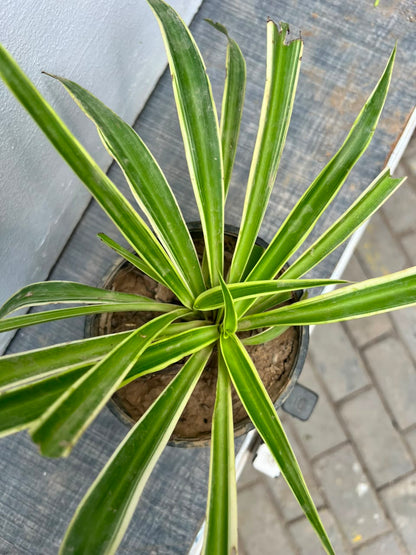Spider Plant (Variegated Chlorophytum), photo 3