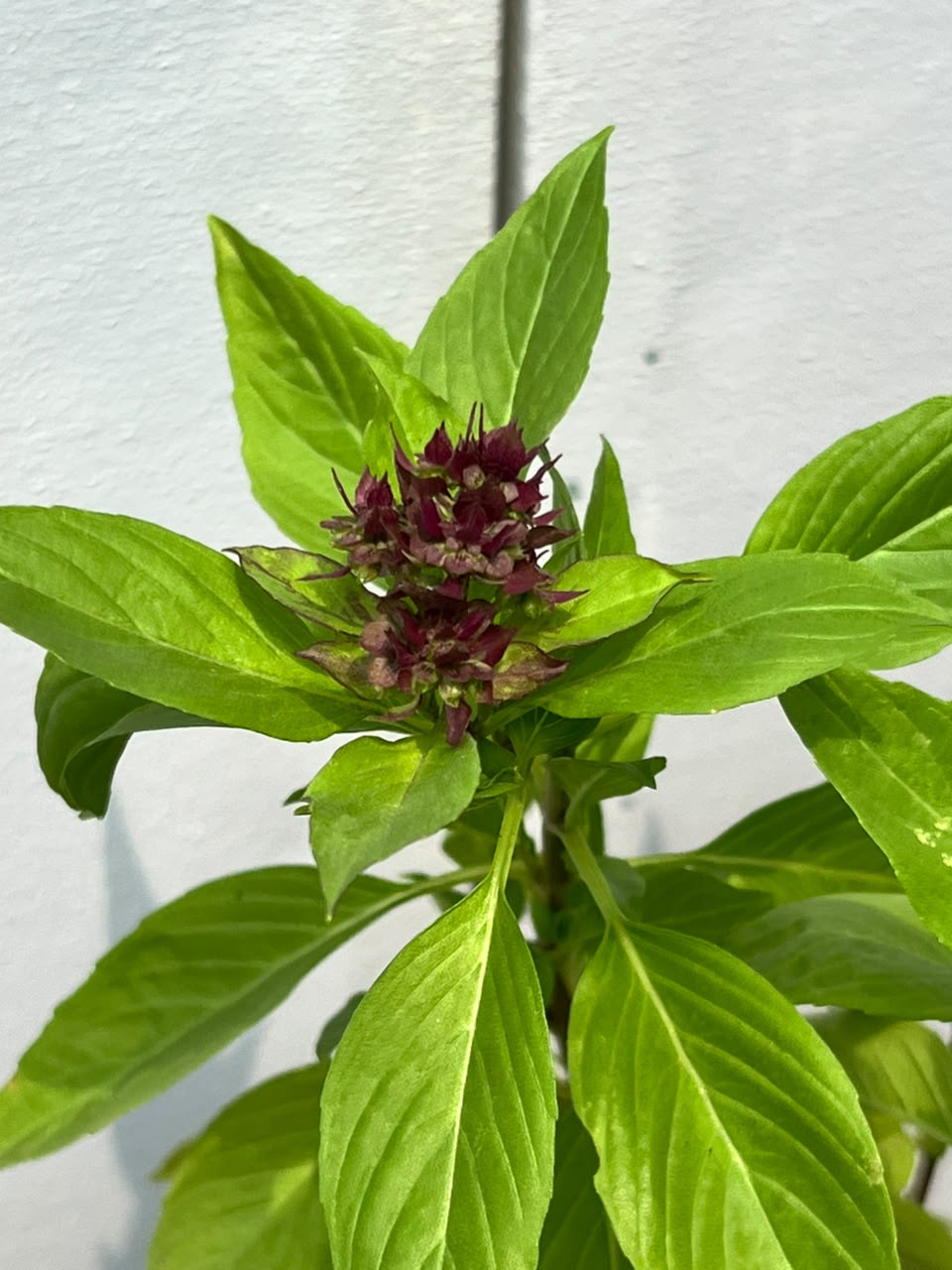 Niazboo Plant (Sweet Basil Herb), photo 3