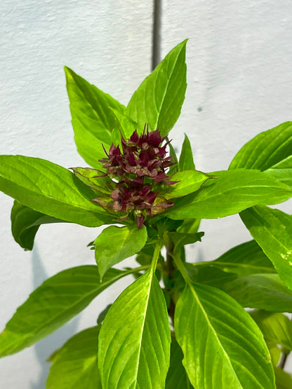 Niazboo Plant (Sweet Basil Herb), photo 3