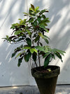 Asociere Plant (Chinese Croton, aka Aerocaria)