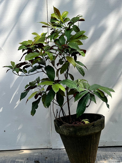 Asociere Plant (Chinese Croton, aka Aerocaria)