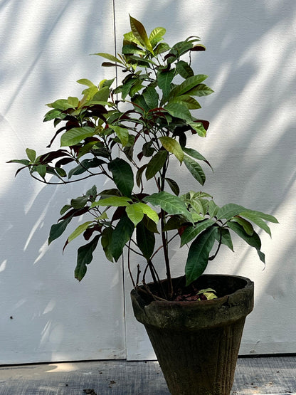 Deal 19 - Ficus & Flowering Mix Bundle