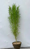 Kochia Plant (Lush Globe Foliage)