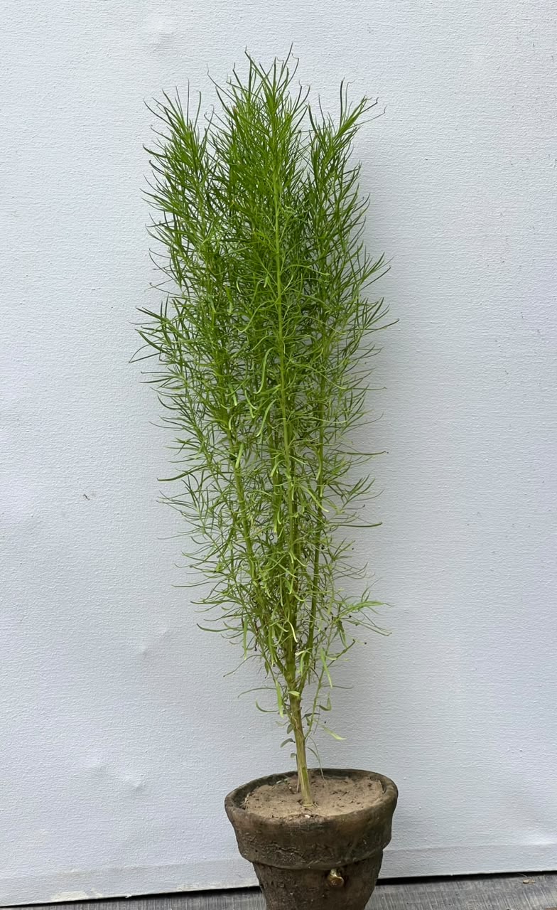 Kochia Plant (Lush Globe Foliage)