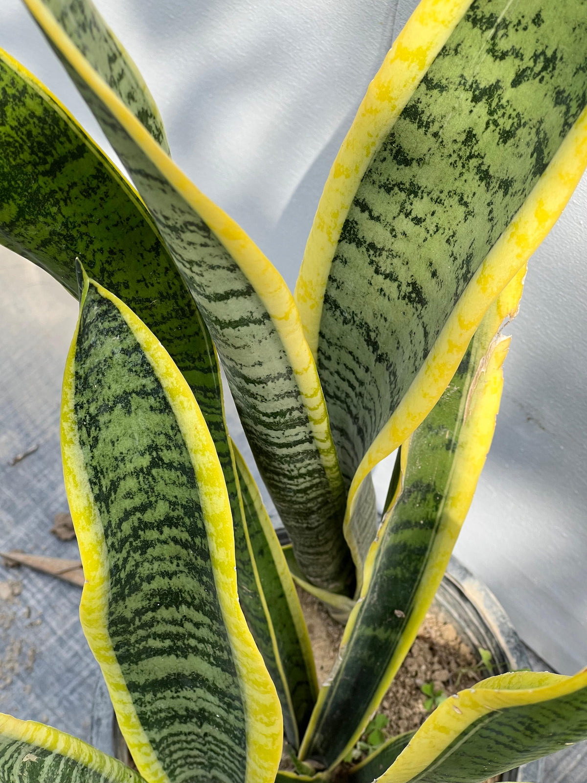 Snake Plant (Sansevieria Houseplant), photo 2