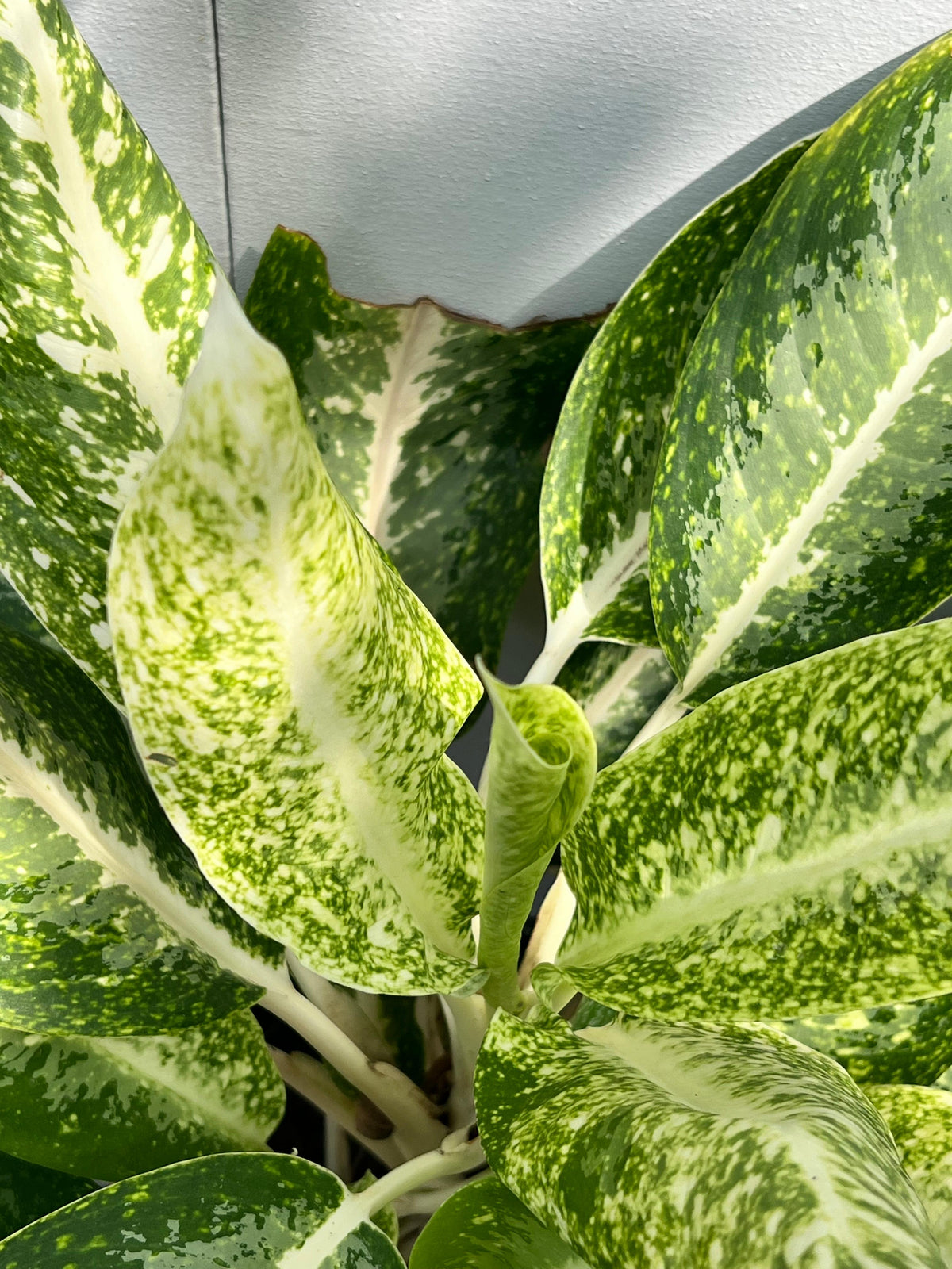 Aglaonema Plant (Chinese Evergreen), photo 3