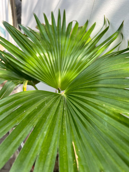 Table Palm Plant (Compact Indoor Palm), photo 3