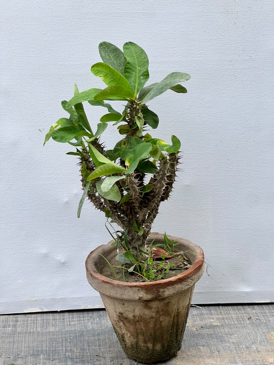 Crown of Thorns Plant (Euphorbia Milii)