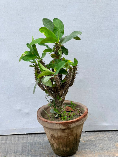 Crown of Thorns Plant (Euphorbia Milii)