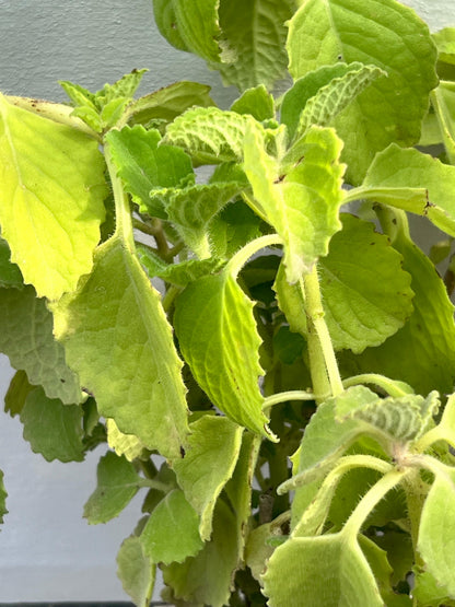 Ajwain Plant (Indian Borage)