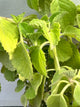Ajwain Plant (Indian Borage)
