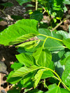Shahtoot Fruit Plant (Grafted Mulberry Tree)