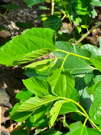 Shahtoot Fruit Plant (Grafted Mulberry Tree)