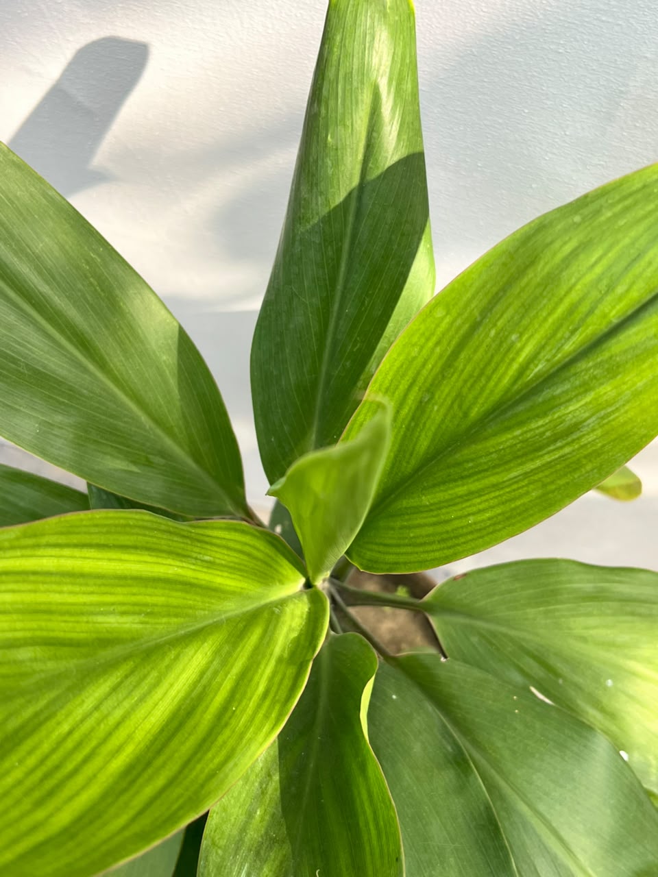 Dry Senia Plant (Dracaena Houseplant), photo 3
