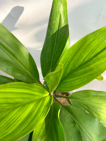 Dry Senia Plant (Dracaena Houseplant), photo 3