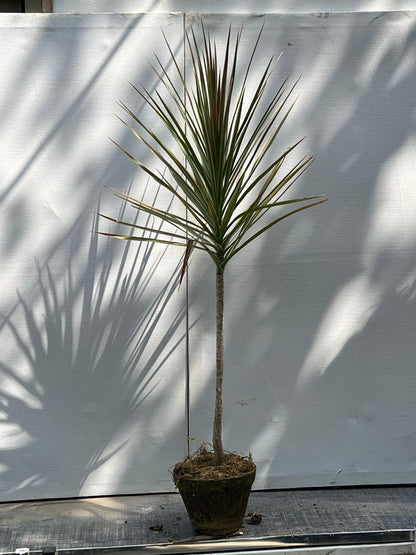 Dracaena Marginata Plant (Madagascar Dragon Tree)