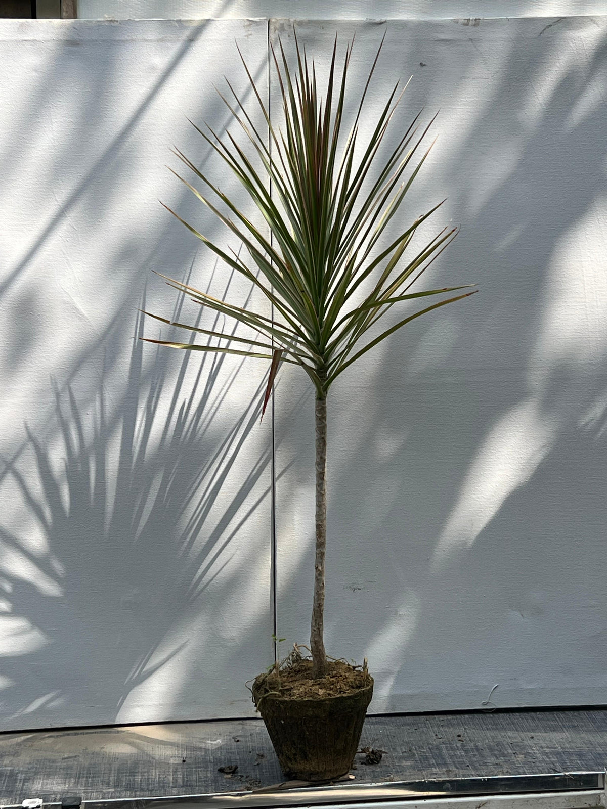 Deal 4 - Dracaena Marginata Plant